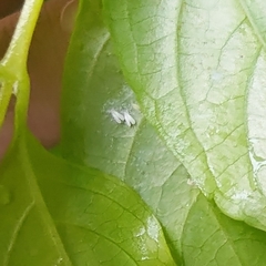 Aleurothrixus floccosus