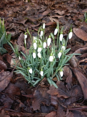 Galanthus nivalis