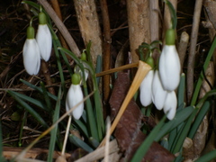 Galanthus nivalis