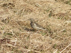 Anthus rubescens japonicus