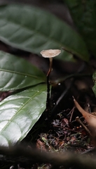 Polyporus guianensis