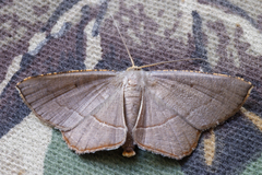 Plesiomorpha flaviceps