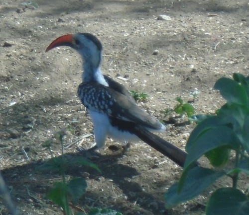 Northern Red-billed Hornbill