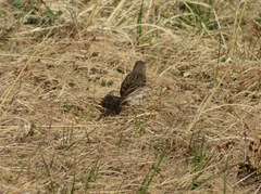 Anthus rubescens japonicus