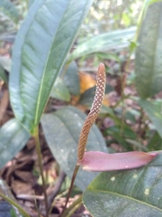 Anthurium jesusii