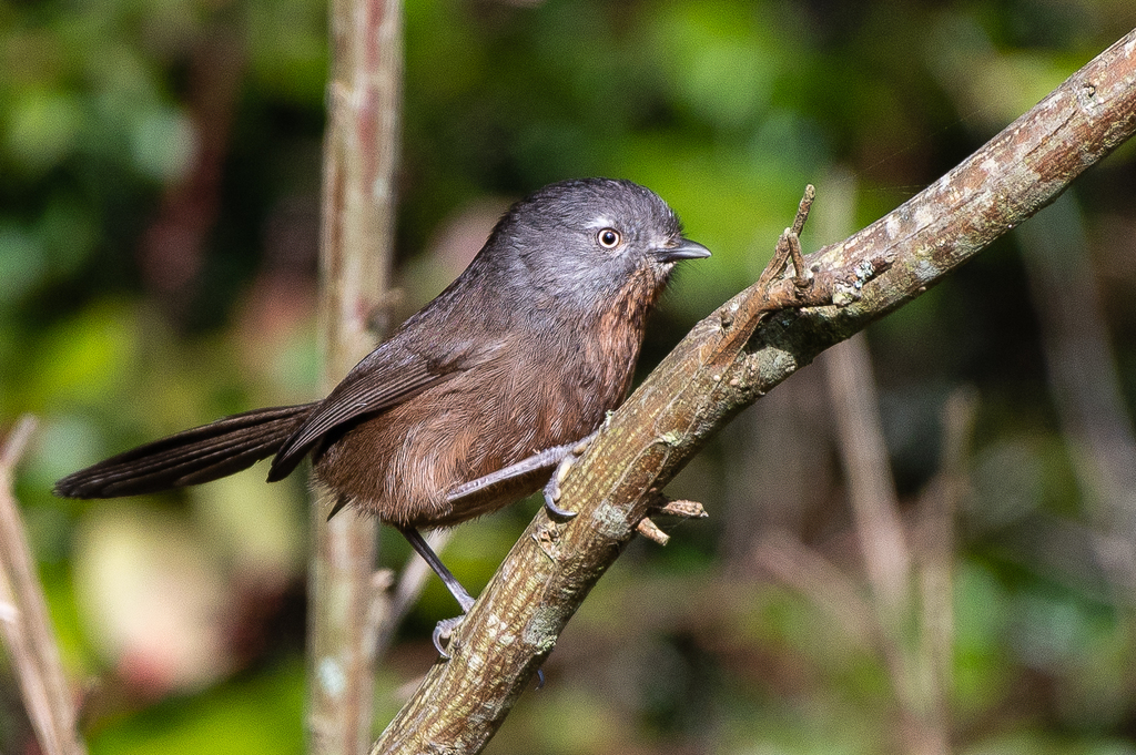 Wrentit photo