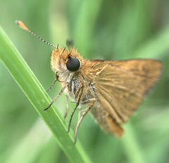 Taractrocera papyria agraulia