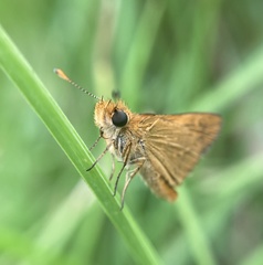 Taractrocera papyria agraulia