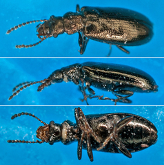 Rabocerus gabrieli