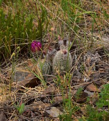 Echinocereus reichenbachii