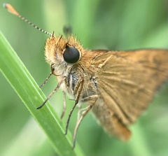 Taractrocera papyria agraulia