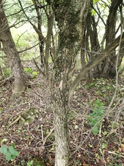 Crataegus coccinioides