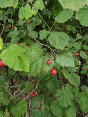 Crataegus coccinioides