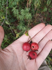 Crataegus coccinioides