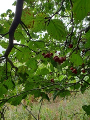 Crataegus coccinioides