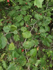 Crataegus coccinioides