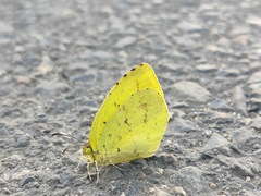 Eurema mandarina