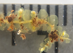 Chiloscyphus pallescens