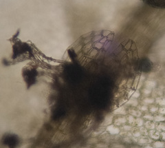 Chiloscyphus pallescens