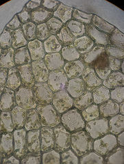 Chiloscyphus pallescens