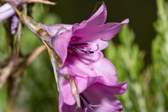 Dierama robustum