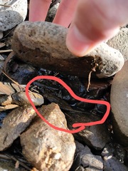 Laccotrephes japonensis