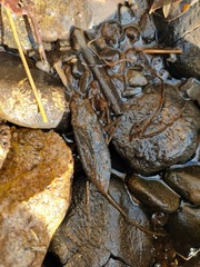 Laccotrephes japonensis