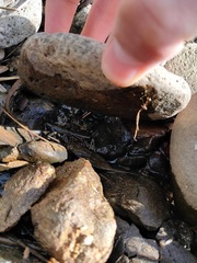 Laccotrephes japonensis
