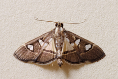 Glyphodes crithealis