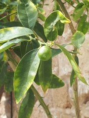 Citrus
