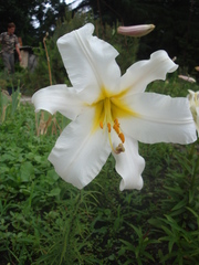 Lilium regale