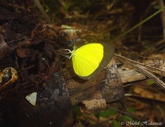 Eurema puella