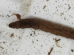 Tipulidae
