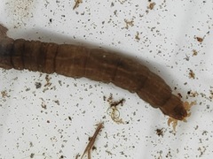 Tipulidae