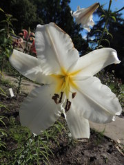 Lilium regale