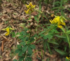 Crotalaria medicaginea