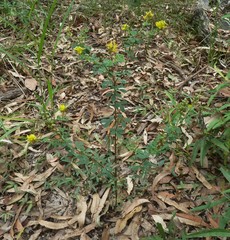 Crotalaria medicaginea