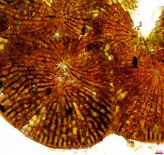Phycopeltis