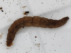 Tipulidae
