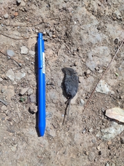Crocidura indochinensis