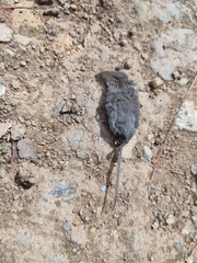 Crocidura indochinensis