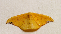 Tridrepana fulvata