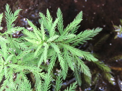 Myriophyllum robustum