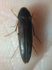 Ctenoplectron