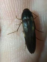Ctenoplectron