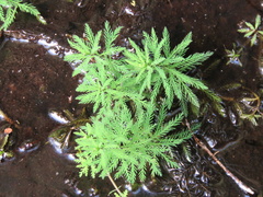 Myriophyllum robustum