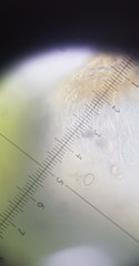 Pannaria implexa
