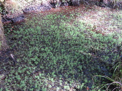 Myriophyllum robustum
