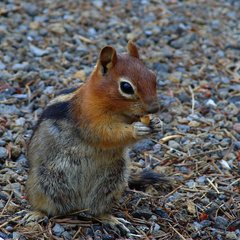 Callospermophilus lateralis