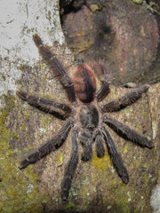 Psalmopoeinae